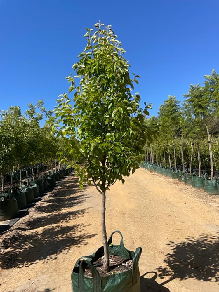 Pyrus Calleryana Cleveland Single Stem - View 15 from www redcrocus com