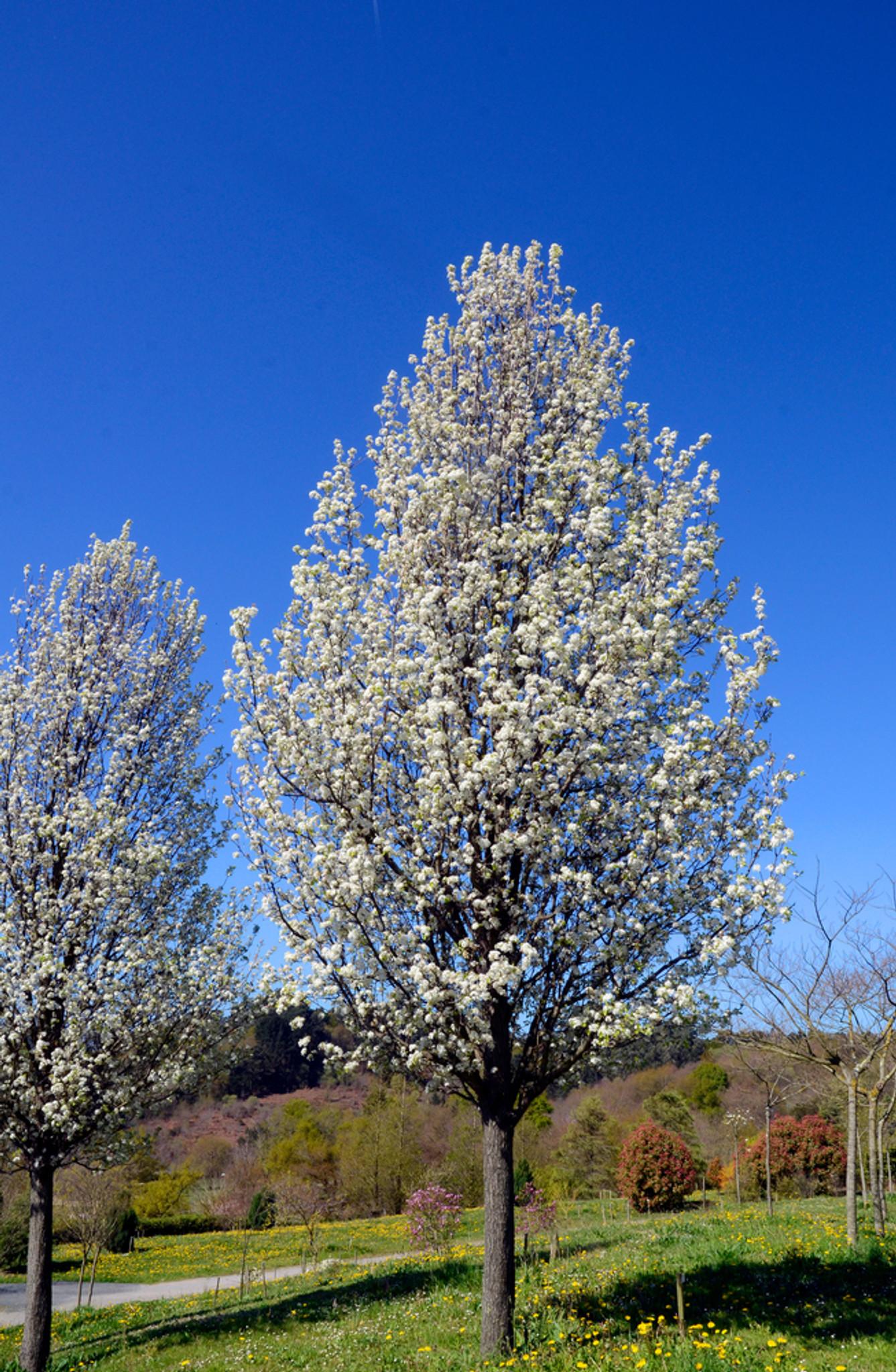 Pyrus Calleryana Cleveland Single Stem - View 16 from www redcrocus com