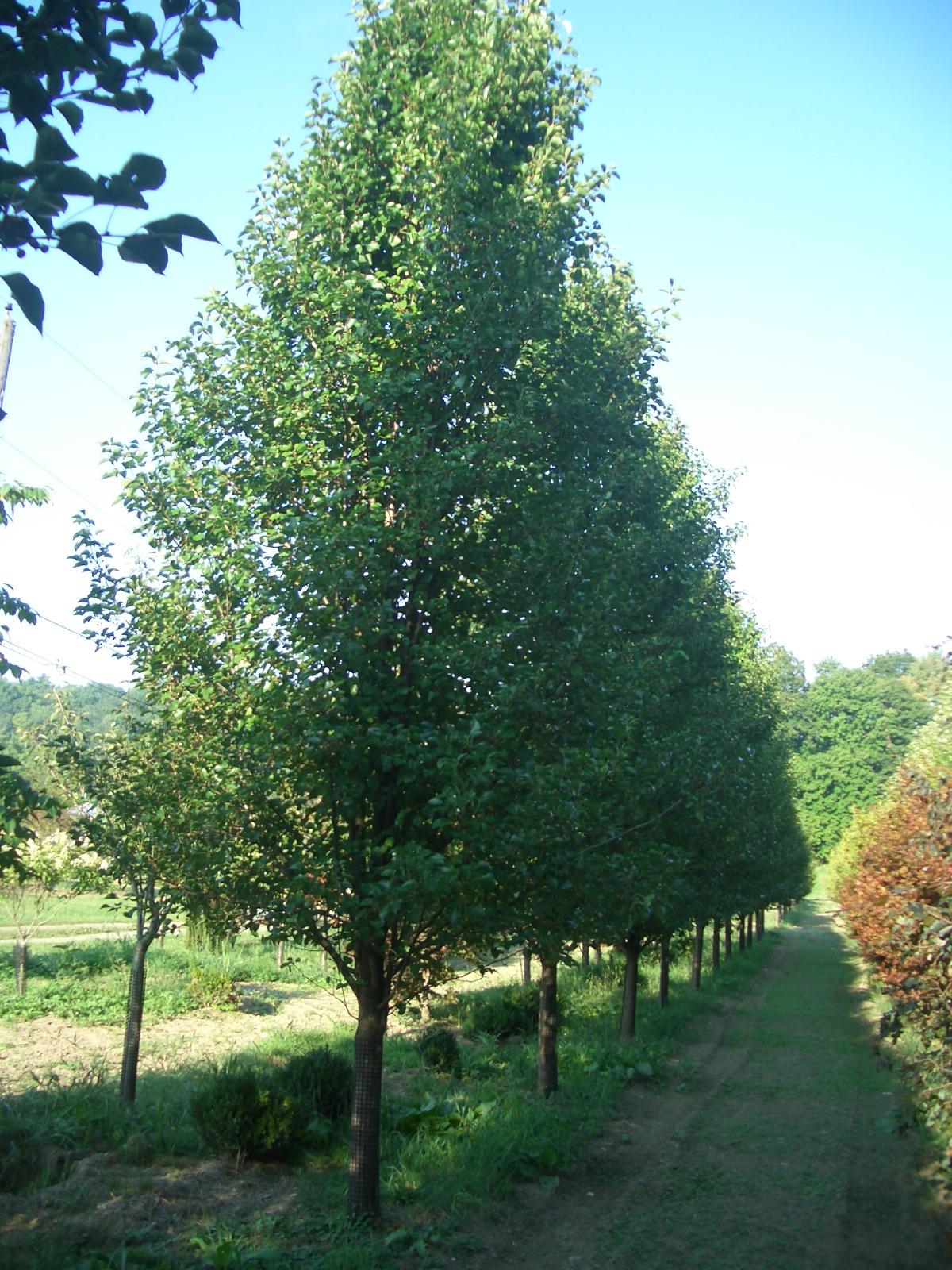 Pyrus Calleryana Cleveland Single Stem - View 1 from www redcrocus com
