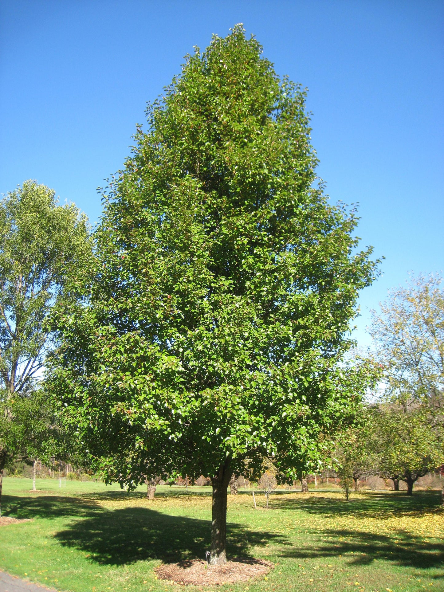 Pyrus Calleryana Cleveland Single Stem - View 2 from www redcrocus com