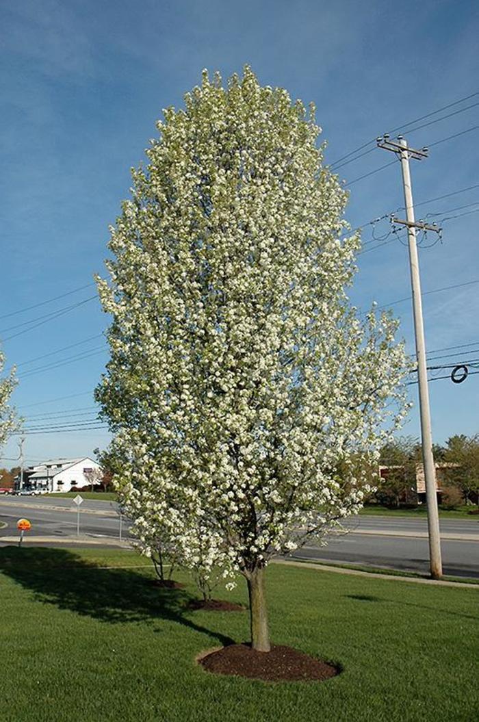 Pyrus Calleryana Cleveland Single Stem - View 3 from www redcrocus com