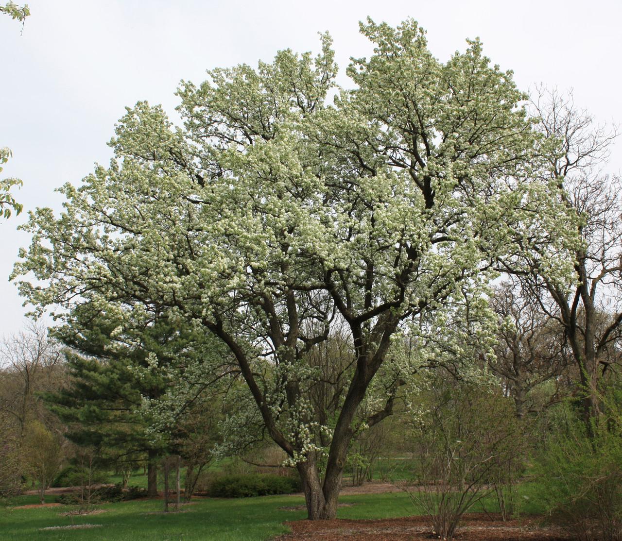 Pyrus Calleryana Cleveland Single Stem - View 4 from www redcrocus com