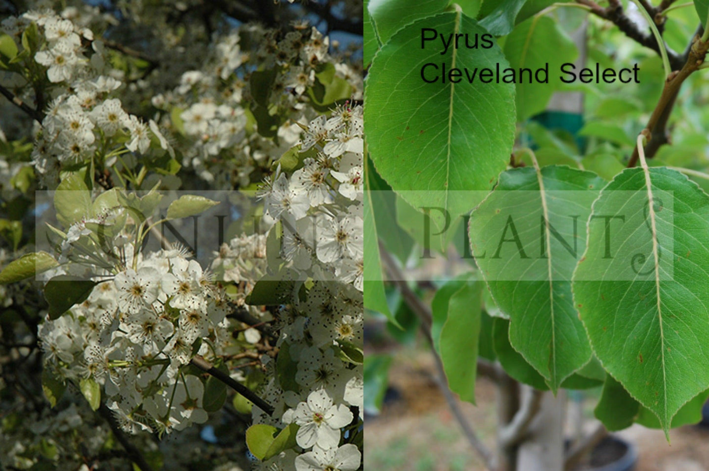 Pyrus Calleryana Cleveland Single Stem - View 5 from www redcrocus com