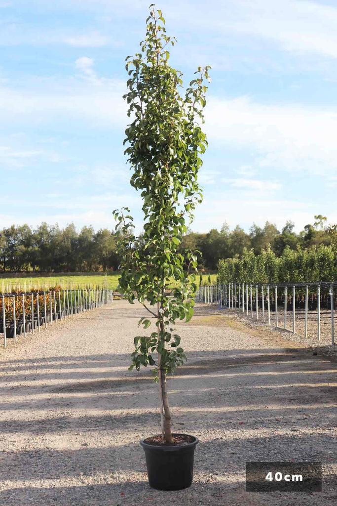 Pyrus Calleryana Cleveland Single Stem - View 6 from www redcrocus com