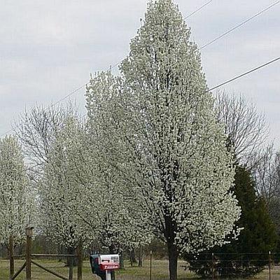 Pyrus Calleryana Cleveland Single Stem - View 7 from www redcrocus com