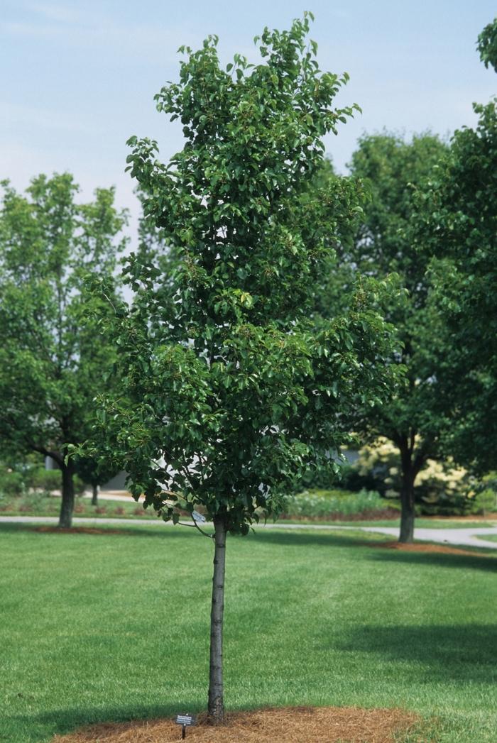 Pyrus Calleryana Cleveland Single Stem - View 8 from www redcrocus com