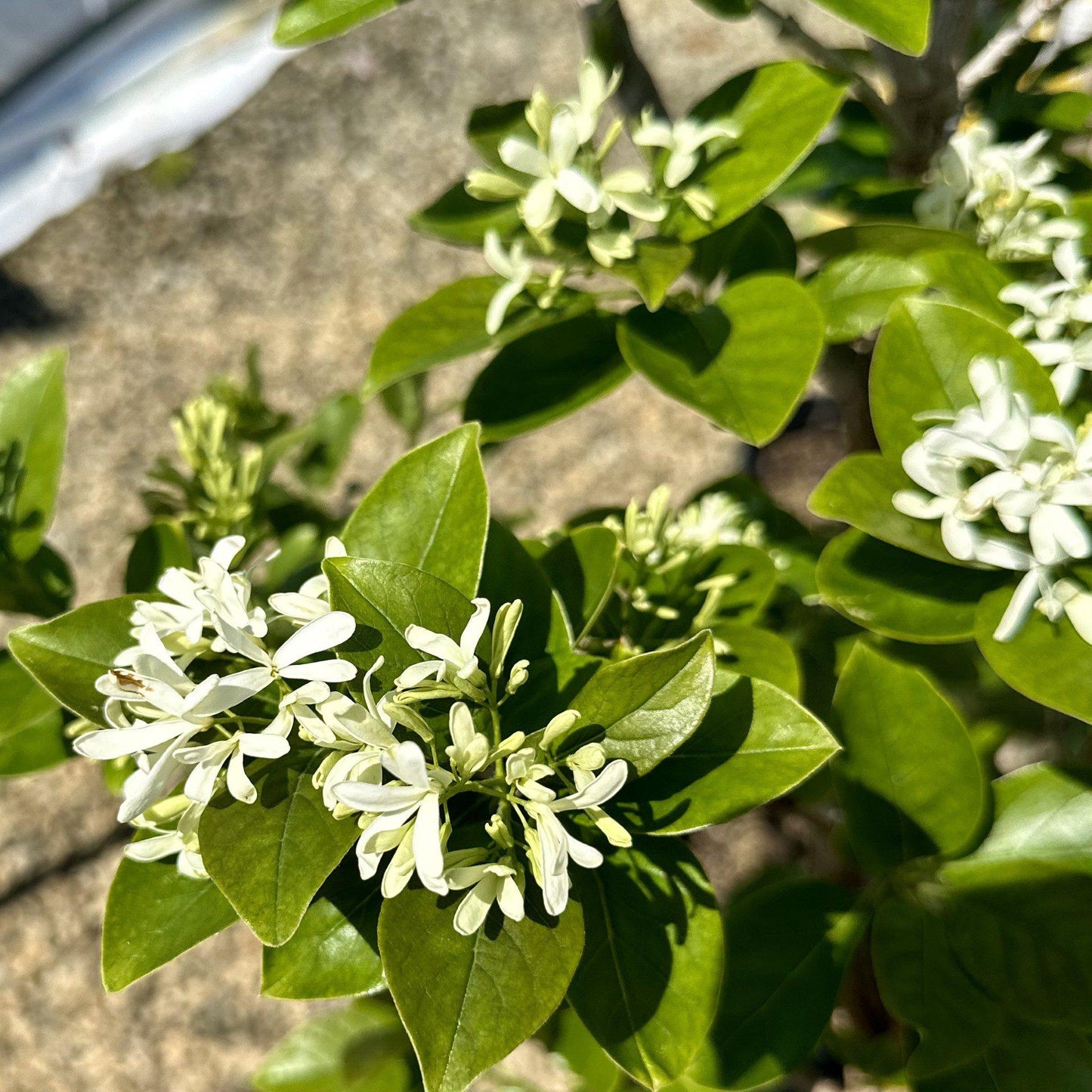Chionanthus Retusus Tokyo Tower Single Stem - View 4 from www redcrocus com