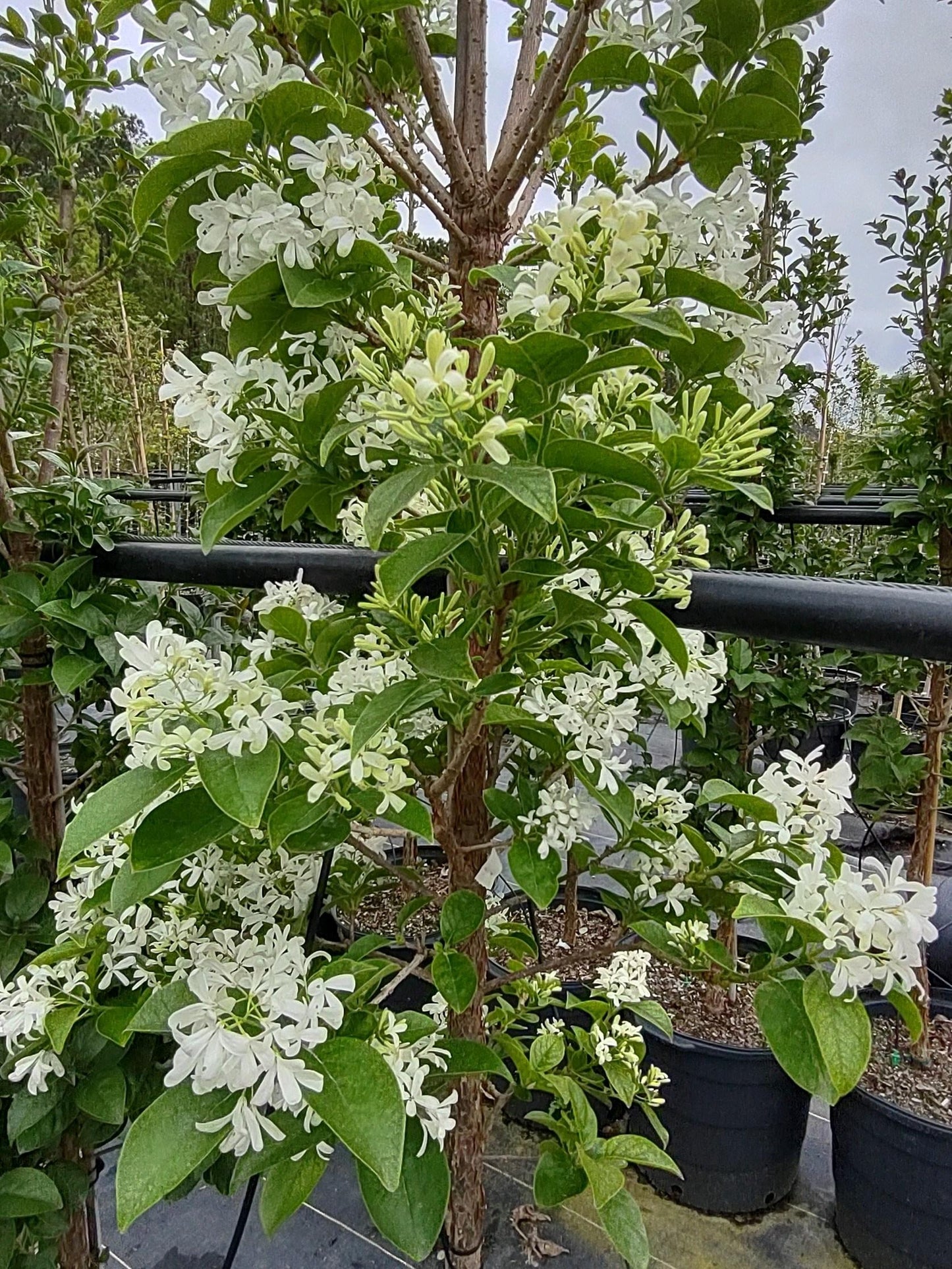 Chionanthus Retusus Tokyo Tower Single Stem - View 5 from www redcrocus com