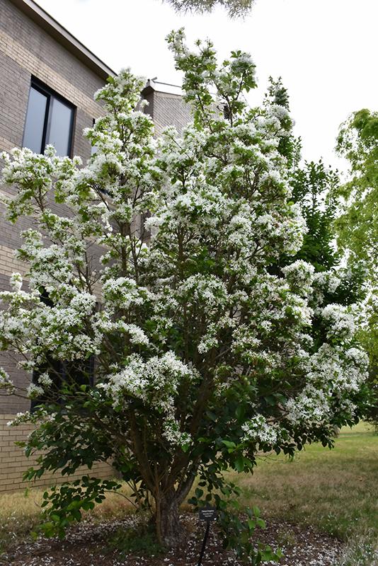 Chionanthus Retusus Tokyo Tower Single Stem - View 6 from www redcrocus com