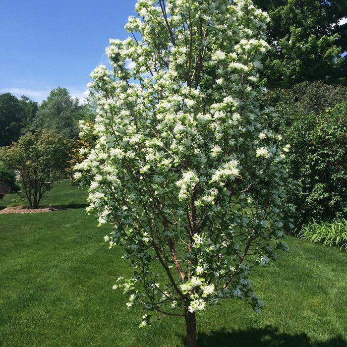 Chionanthus Retusus Tokyo Tower Single Stem - View 7 from www redcrocus com