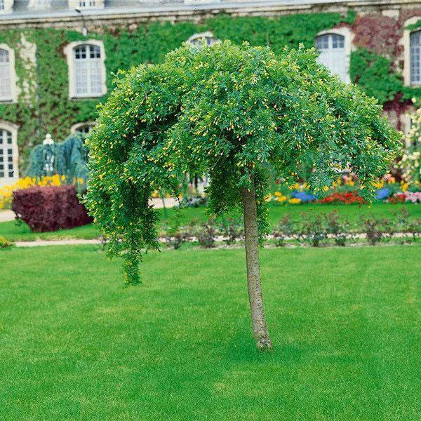 Caragana Arborescens Pendula Single Stem - View 10 from www redcrocus com