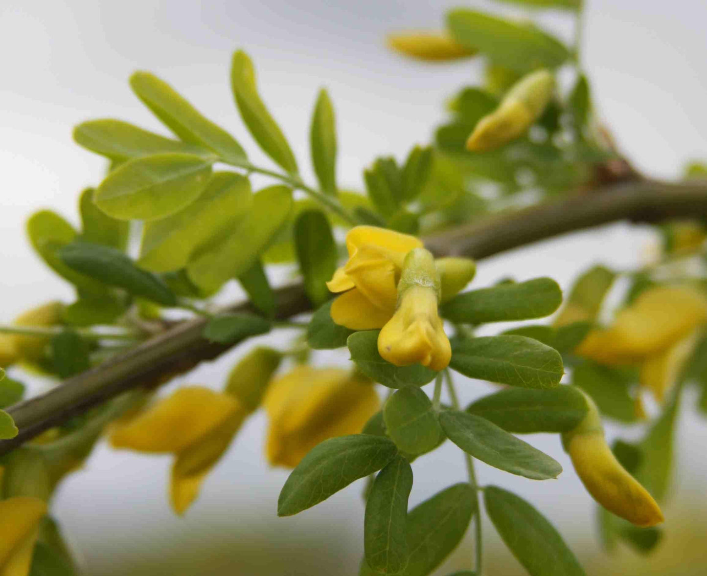 Caragana Arborescens Pendula Single Stem - View 11 from www redcrocus com
