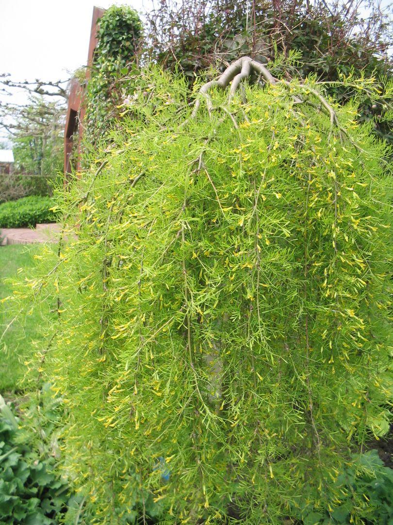 Caragana Arborescens Pendula Single Stem - View 12 from www redcrocus com