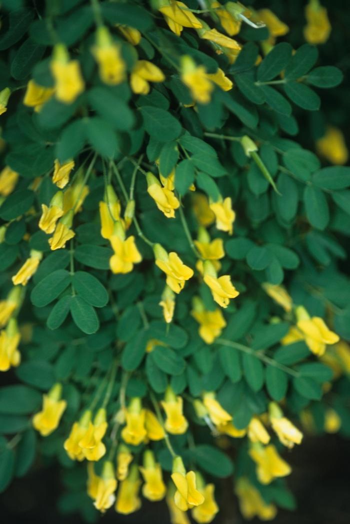 Caragana Arborescens Pendula Single Stem - View 13 from www redcrocus com