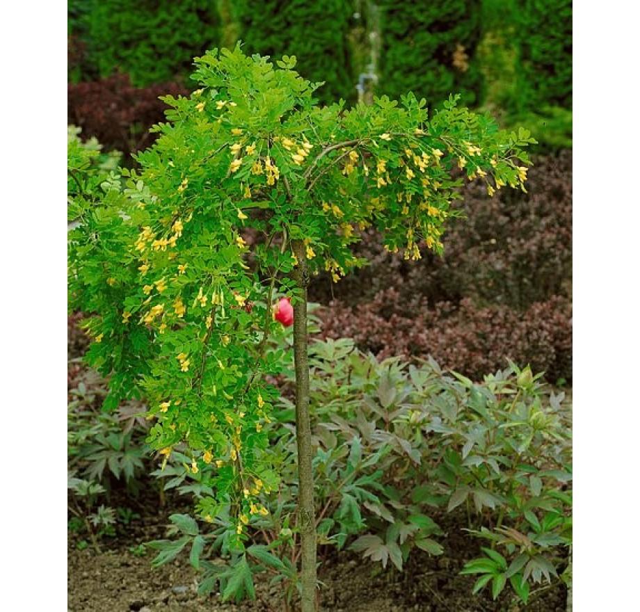 Caragana Arborescens Pendula Single Stem - View 14 from www redcrocus com