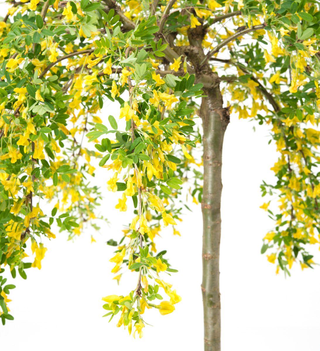 Caragana Arborescens Pendula Single Stem - View 15 from www redcrocus com