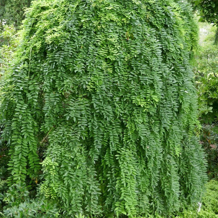 Caragana Arborescens Pendula Single Stem - View 16 from www redcrocus com