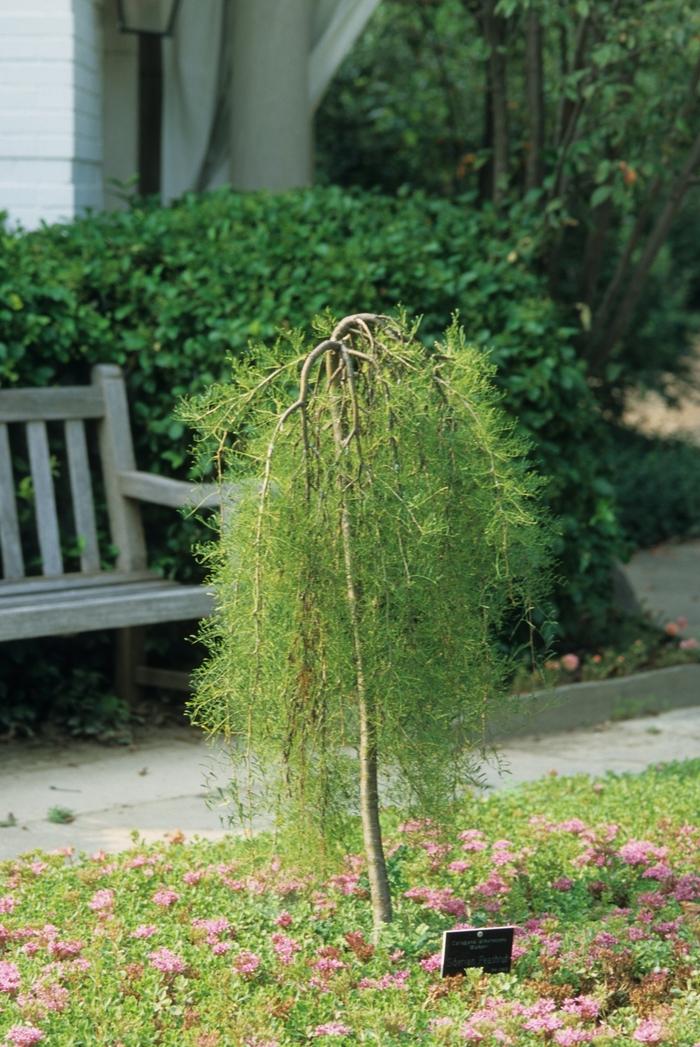 Caragana Arborescens Pendula Single Stem - View 17 from www redcrocus com