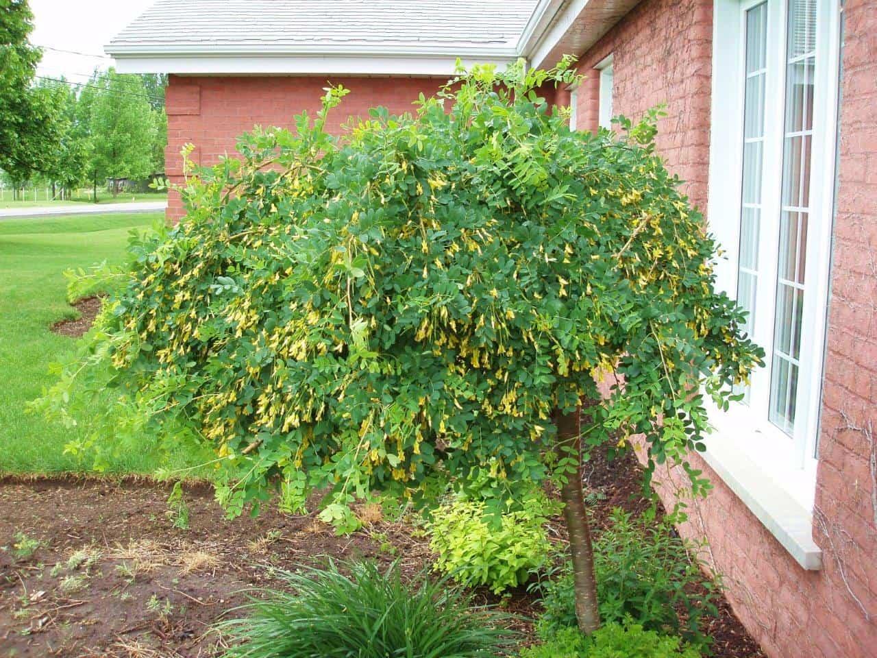 Caragana Arborescens Pendula Single Stem - View 20 from www redcrocus com
