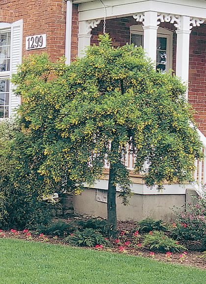 Caragana Arborescens Pendula Single Stem - View 2 from www redcrocus com
