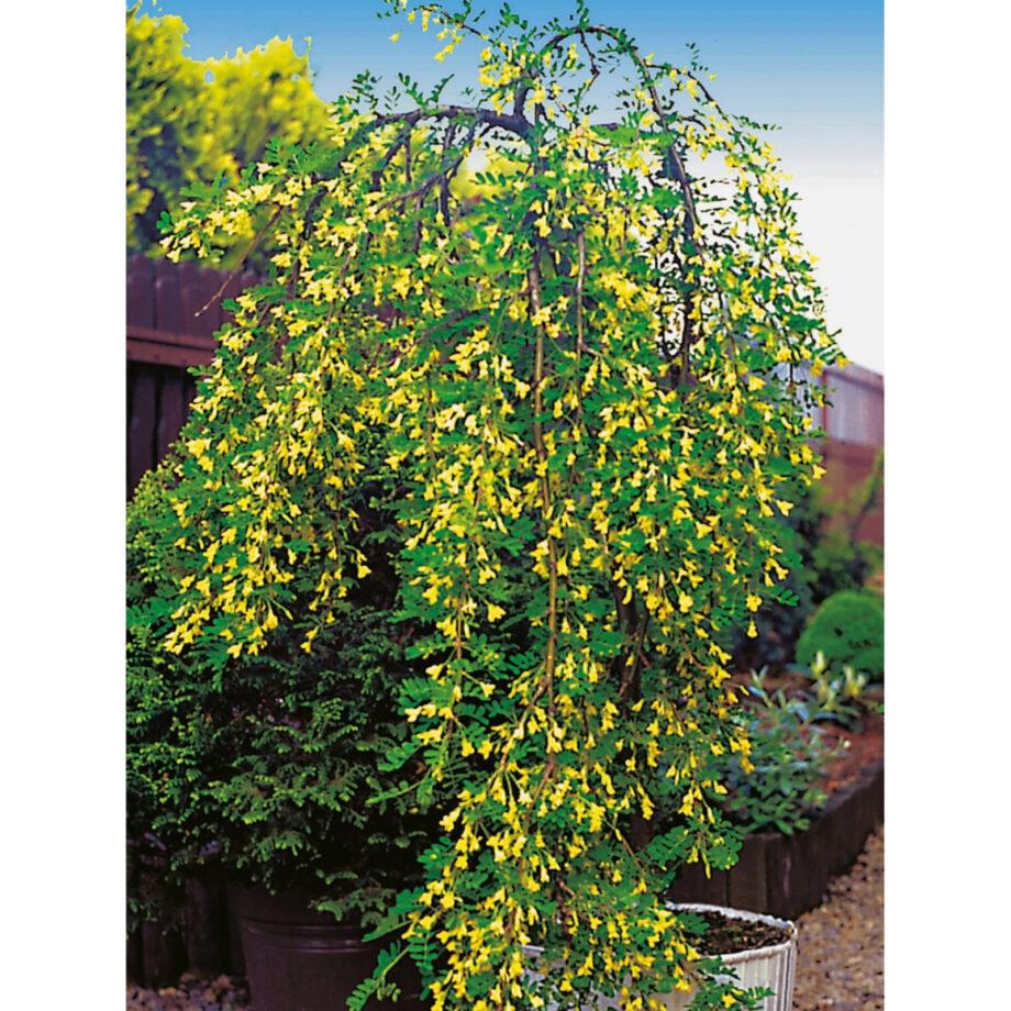 Caragana Arborescens Pendula Single Stem - View 3 from www redcrocus com