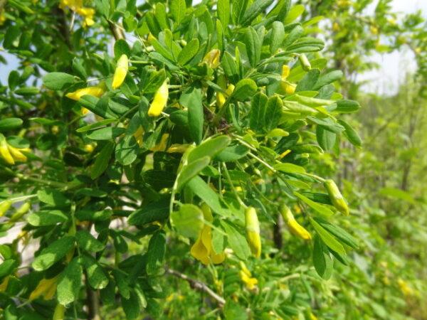 Caragana Arborescens Pendula Single Stem - View 4 from www redcrocus com
