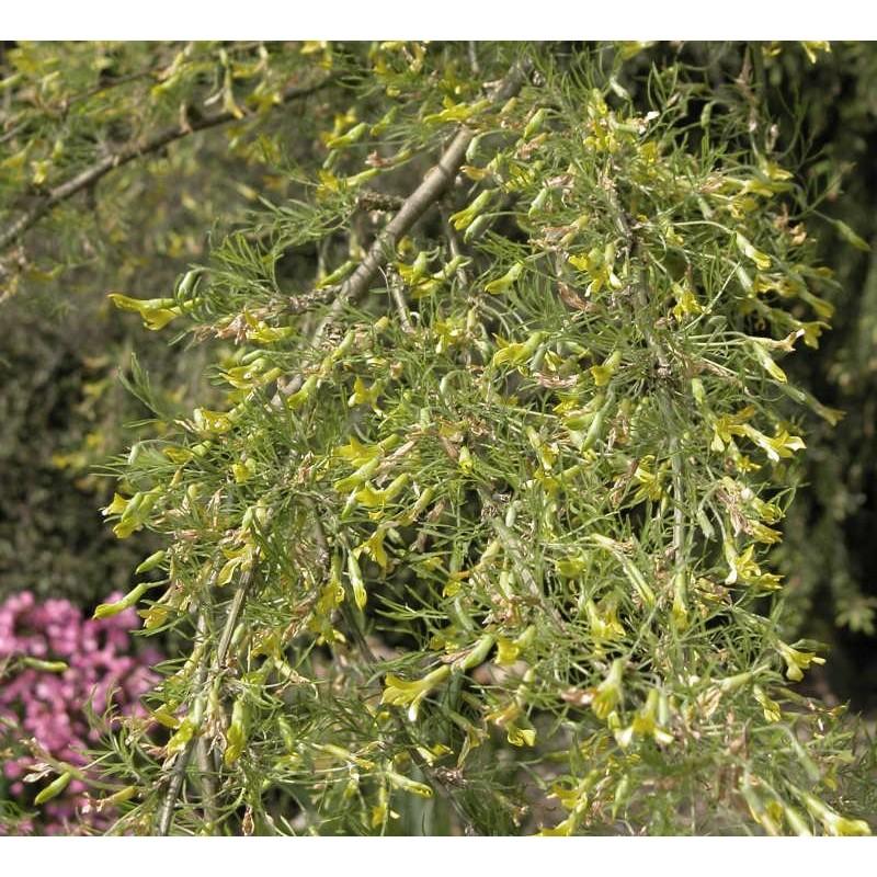Caragana Arborescens Pendula Single Stem - View 5 from www redcrocus com