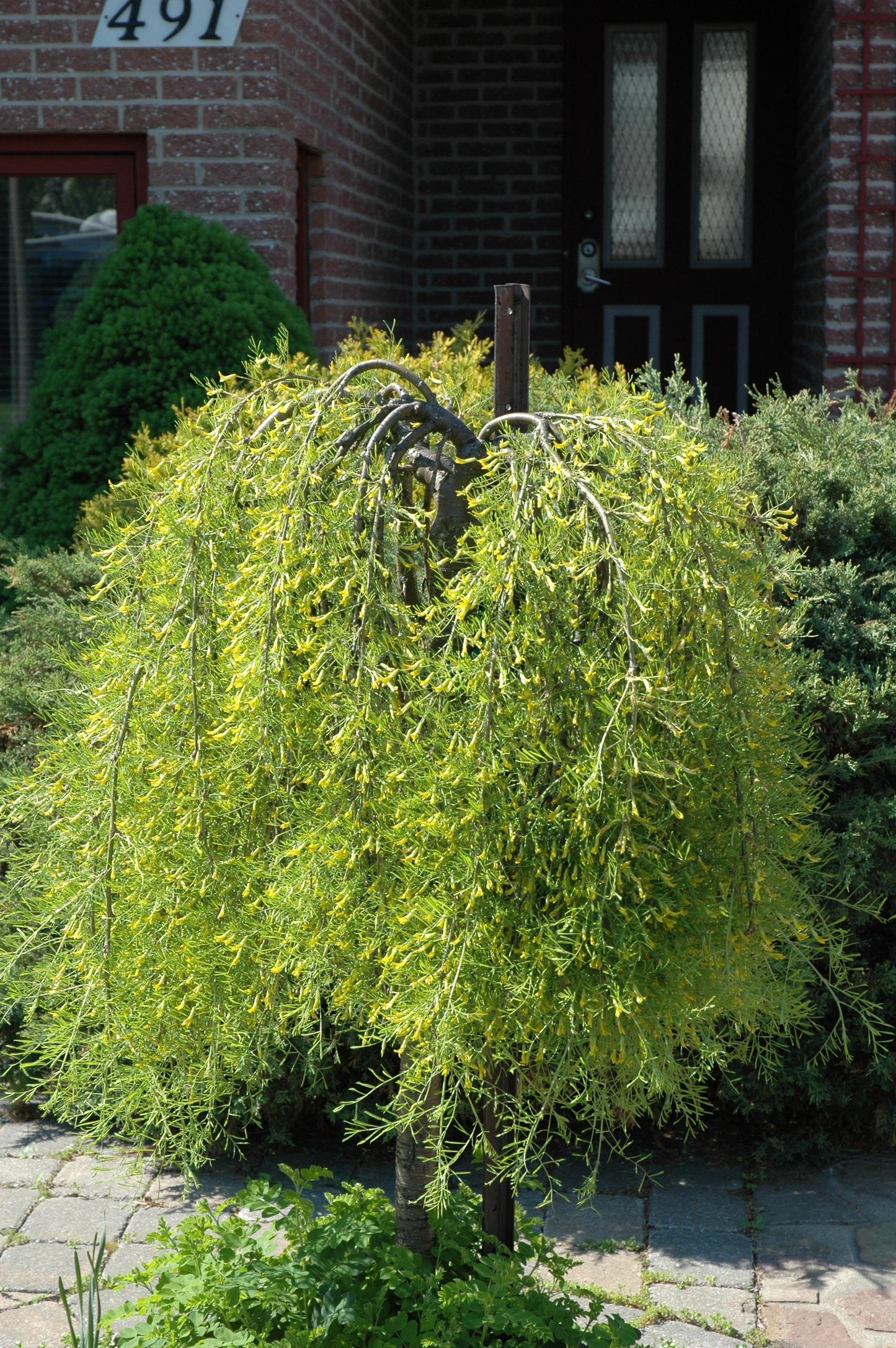 Caragana Arborescens Pendula Single Stem - View 6 from www redcrocus com