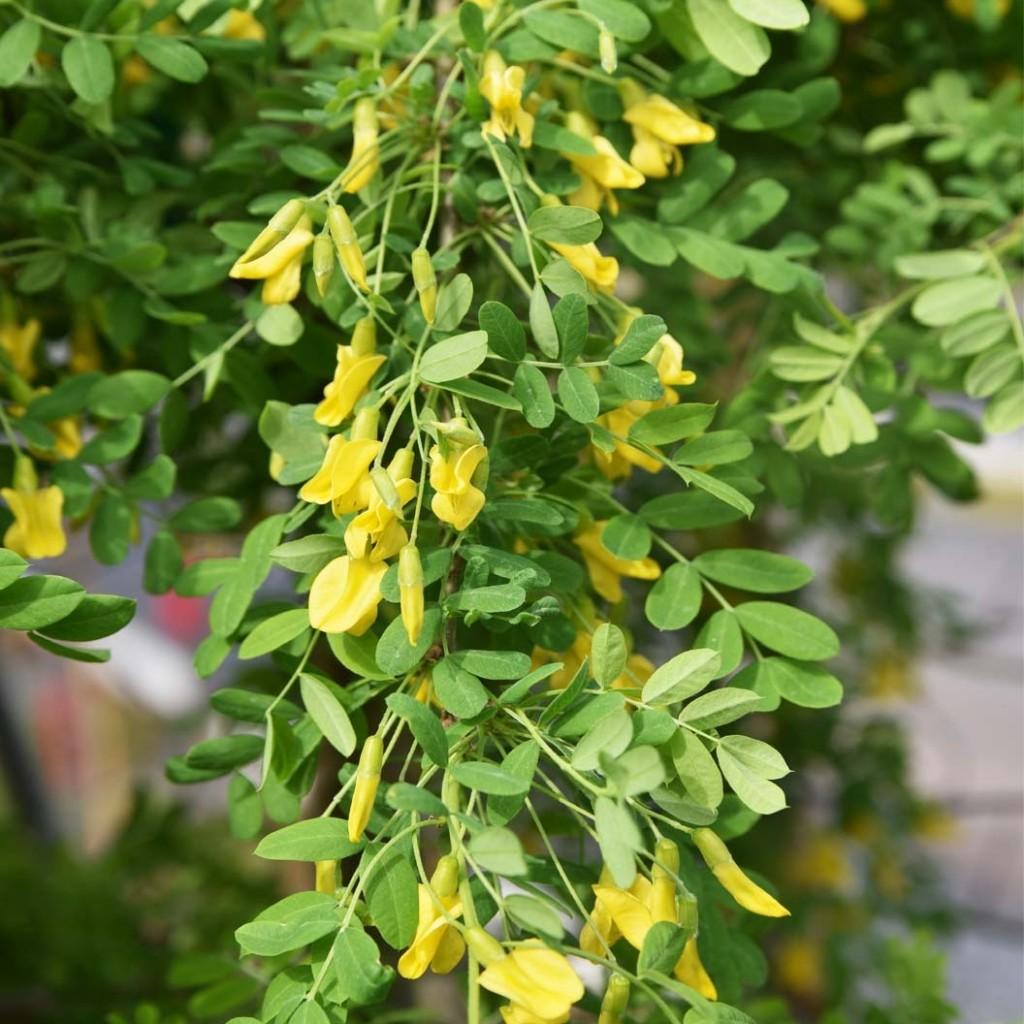 Caragana Arborescens Pendula Single Stem - View 7 from www redcrocus com