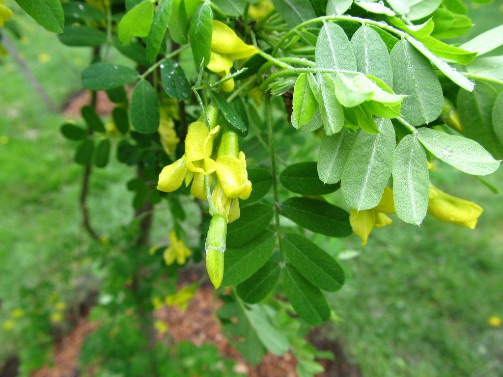 Caragana Arborescens Pendula Single Stem - View 8 from www redcrocus com