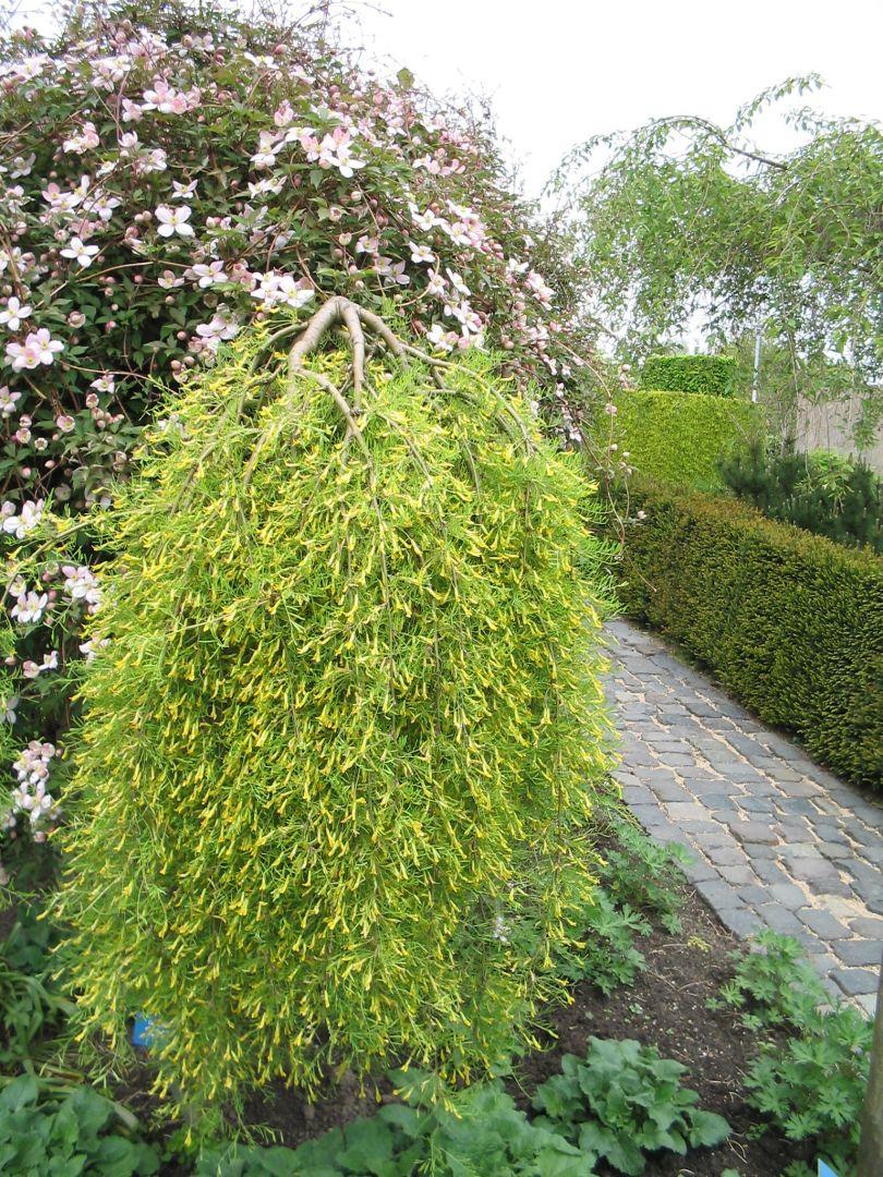 Caragana Arborescens Pendula Single Stem - View 9 from www redcrocus com