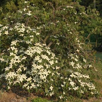 Cornus Kousa Elizabeth Lustgarten Single Stem - View 10 from www redcrocus com