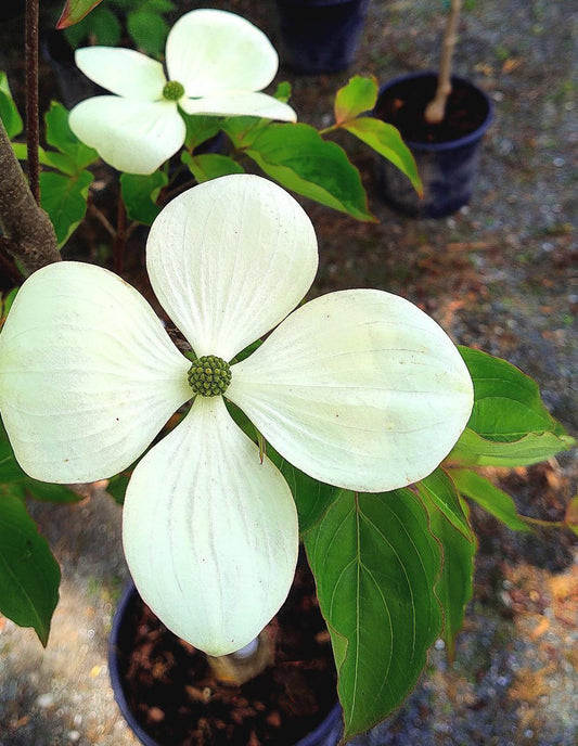 Cornus Venus Single Stem - View 10 from www redcrocus com