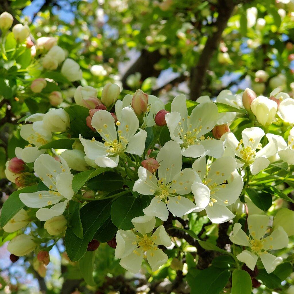 Malus Sugar Tyme - View 10 from www redcrocus com