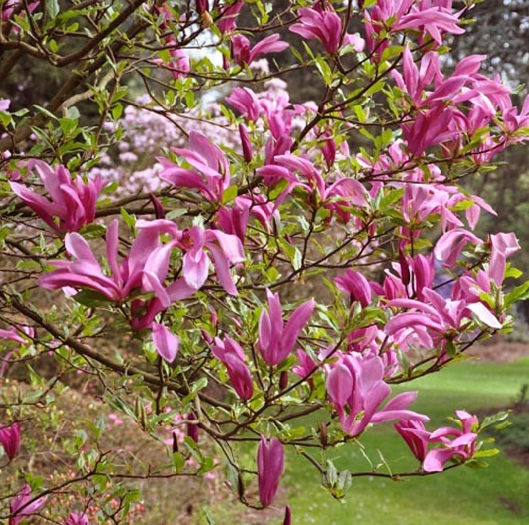 Magnolia Liliflora Ann Multi Stem - View 12 from www redcrocus com