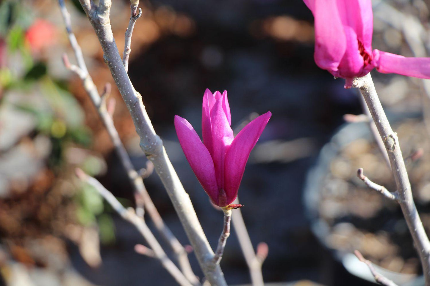 Magnolia Liliflora Ann Multi Stem - View 14 from www redcrocus com