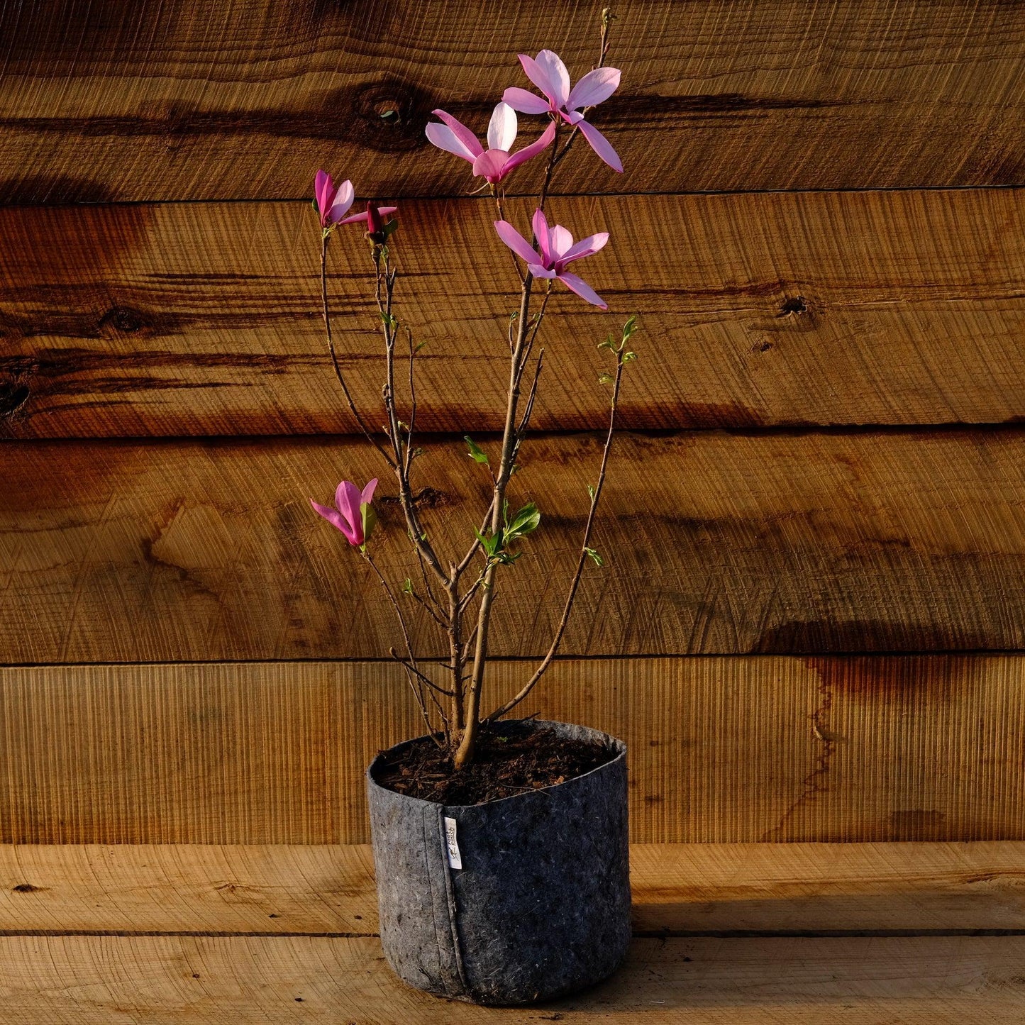 Magnolia Liliflora Ann Multi Stem - View 15 from www redcrocus com