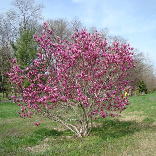 Magnolia Liliflora Ann Multi Stem - View 4 from www redcrocus com