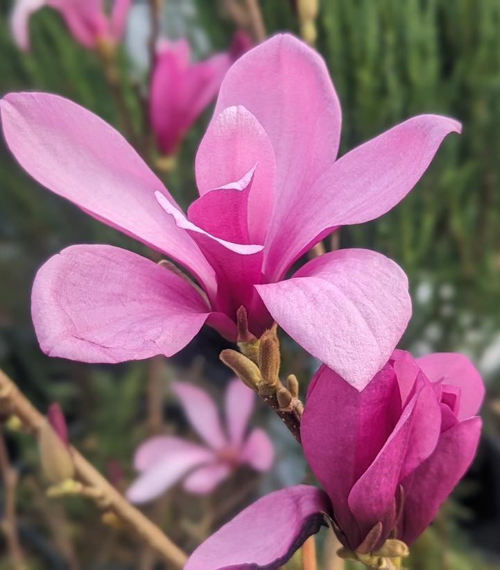 Magnolia Liliflora Ann Multi Stem - View 6 from www redcrocus com