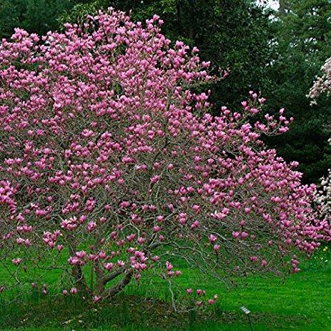Magnolia Liliflora Ann Multi Stem - View 8 from www redcrocus com