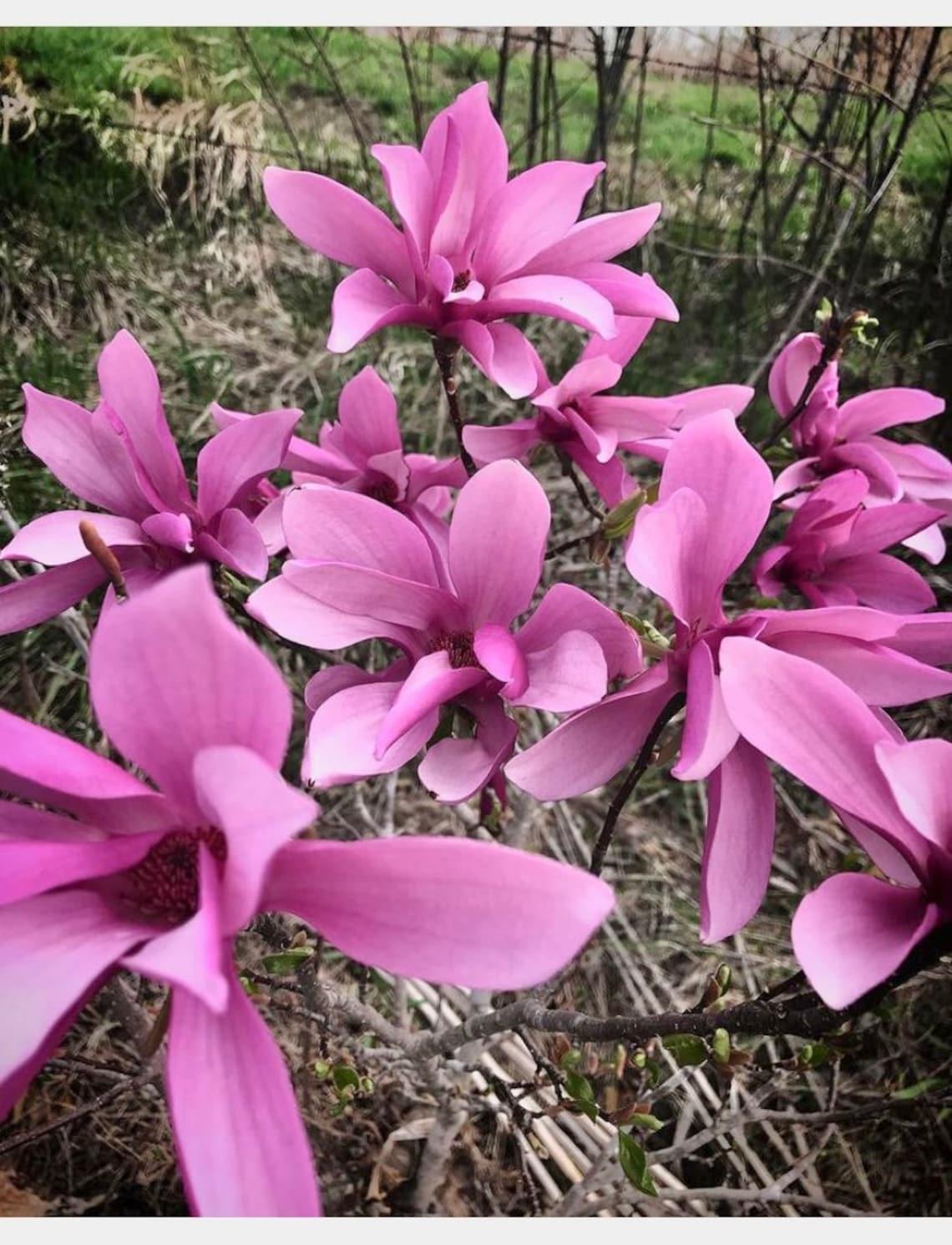 Magnolia Liliflora Ann Multi Stem - View 9 from www redcrocus com