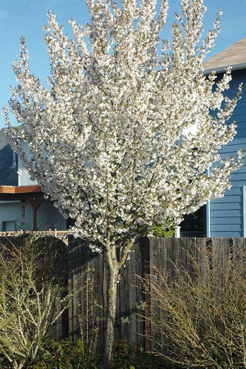 Prunus Serrulata Snow Goose - View 7 from www redcrocus com