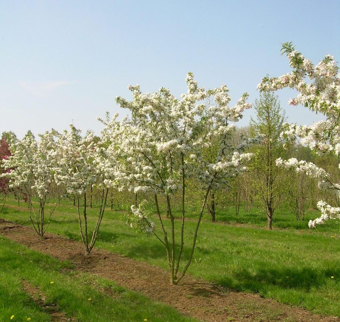 Malus Sugar Tyme - View 13 from www redcrocus com