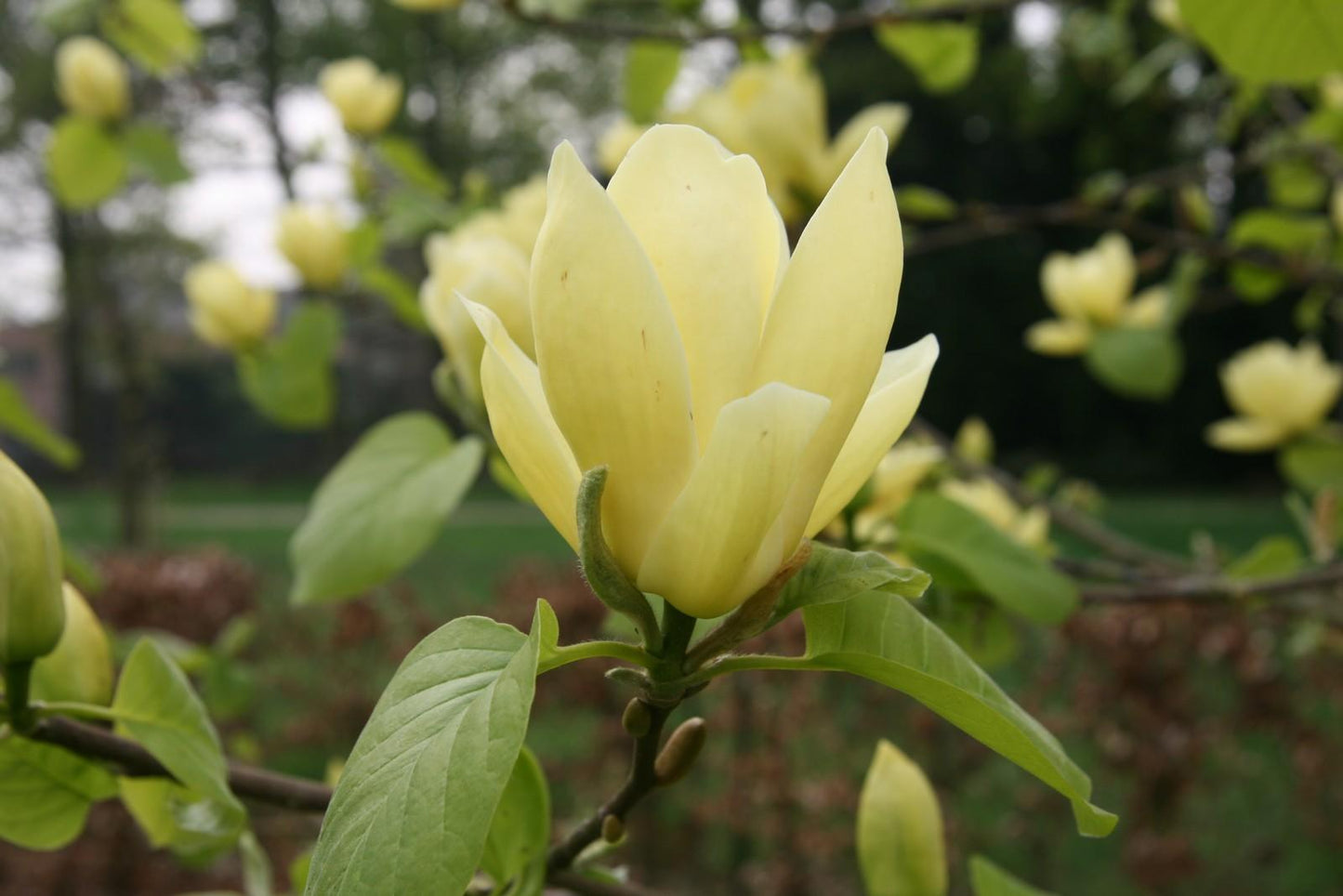 Magnolia Lois Single Stem - View 10 from www redcrocus com