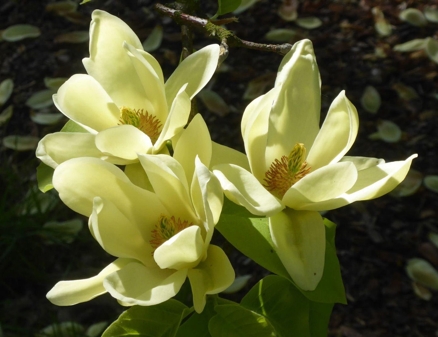 Magnolia Lois Single Stem - View 14 from www redcrocus com