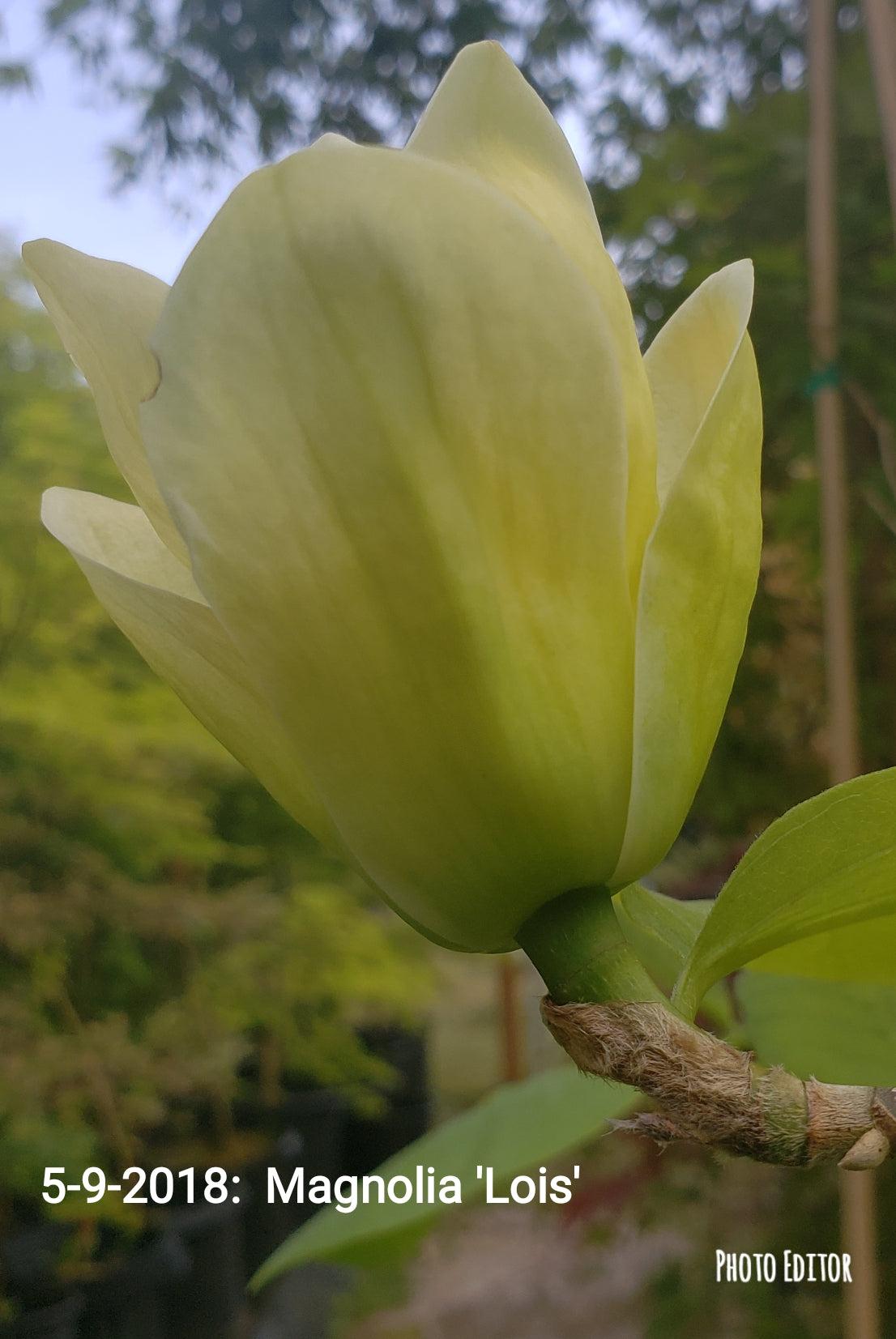 Magnolia Lois Single Stem - View 18 from www redcrocus com