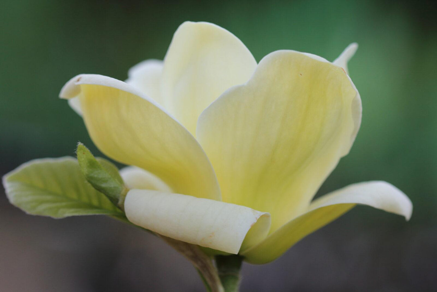 Magnolia Lois Single Stem - View 19 from www redcrocus com