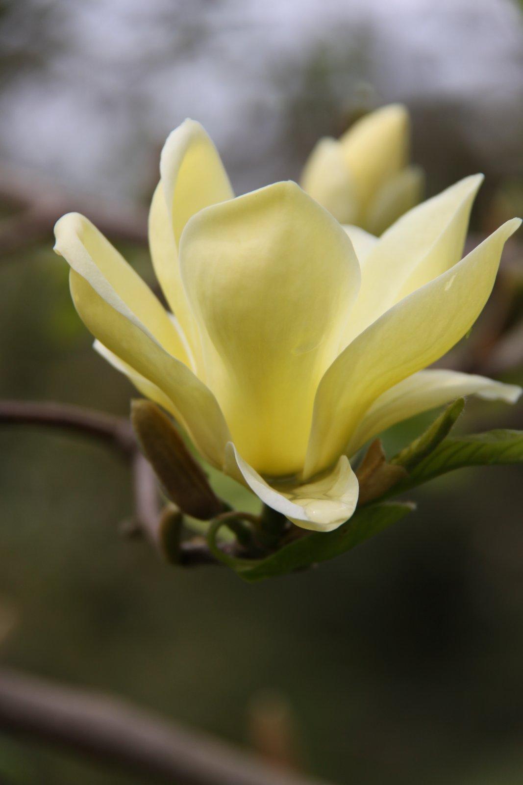 Magnolia Lois Single Stem - View 3 from www redcrocus com