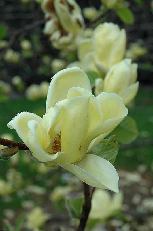 Magnolia Lois Single Stem - View 4 from www redcrocus com