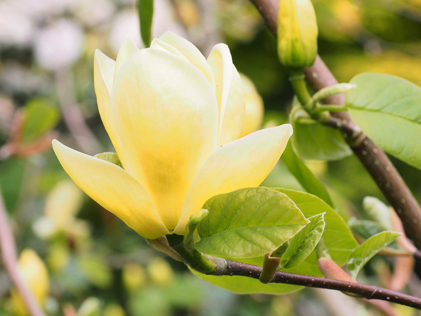Magnolia Lois Single Stem - View 9 from www redcrocus com